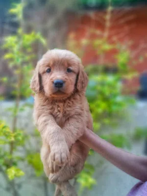 Golden retriever