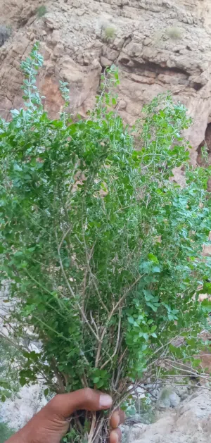 سعتر عماني جبلي