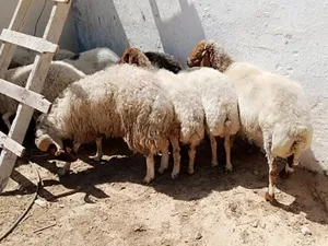 حلال للبيع عقاىق نذر مناسبات فدوى