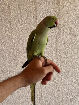 ببغاء درة ذكر اليف جداً