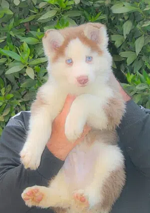 Alaskan Husky puppies