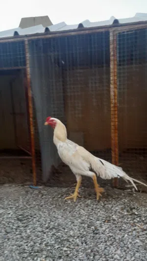 ديك شامو الماني