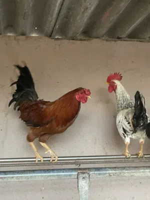 للبيع ديكين عماني و أقبل البدل بدجاج أو سمان أو صيصان