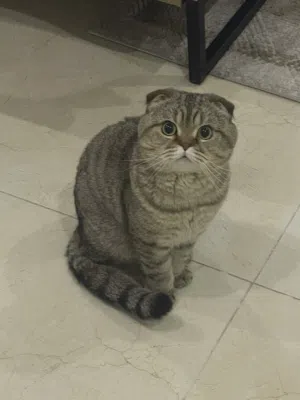 قط سكوتش فولد