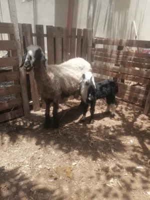جاعده سودانيه اصل