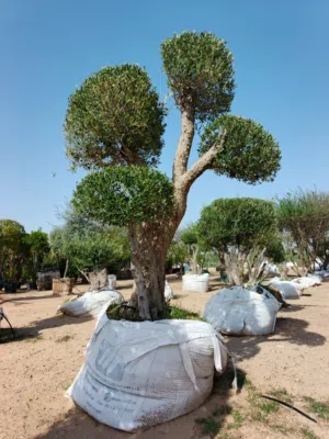 Outdoor plants & trees with many varieties and sizes and colors