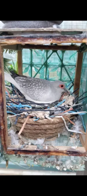 حمام قزم للبيع