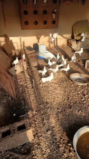حمام الحبة ريالين ونص