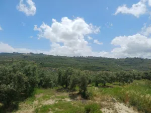 Residential Land for Sale in Sidon Other