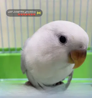 ببغاء روز اليف ما يعض