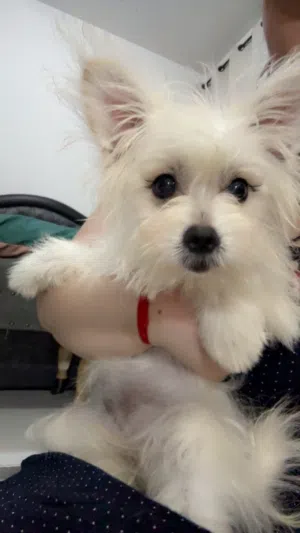 Mix breed, father is Pomeranian and mother is Maltipoo