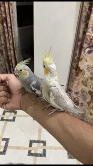 تابع الوصف