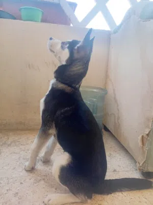 كلب هاسكي العمر 3 شهور صغير الحجم