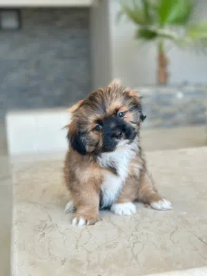 كلب للتبني شيتزو العمر ثلاثة شهور أنثى female shetzu for adoption 3 months old