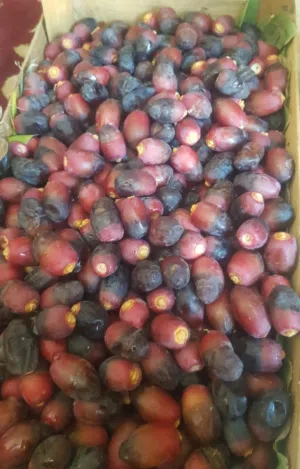 رطب خنيزي مسقط