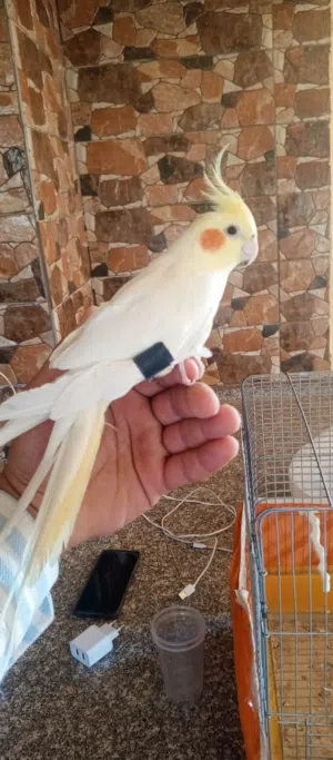 بغباء كوكتيل اليف 100% لعوب وبغني حجمه جانمبو ريشه كامل