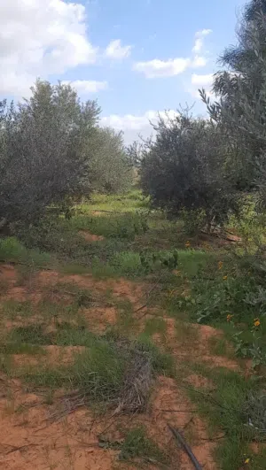 نص هكتار مشجر بالكامل زيتون في الجنين للبيع