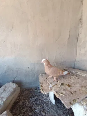 مخلف شاملي اصفر مكلش بصحه جيده