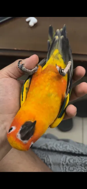 Parrots0