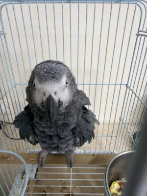كاسكو ذكر للانتاجcasco male for breeding