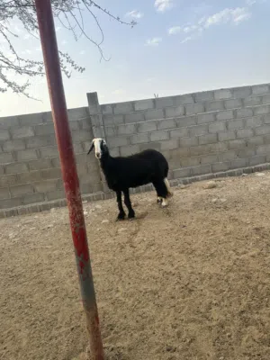 جاعده نجديه ضخمه مافيها عشر بغيت تربيه او ح سكين