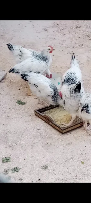 دجاج سايكس