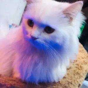 ايه البصراوية