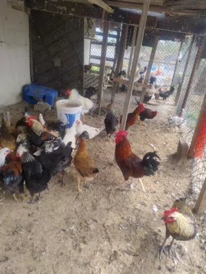 chicken دجاج بياض