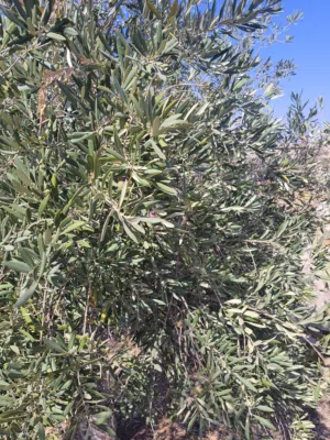 More than 6 bedrooms Farms for Sale in Madaba Thiban