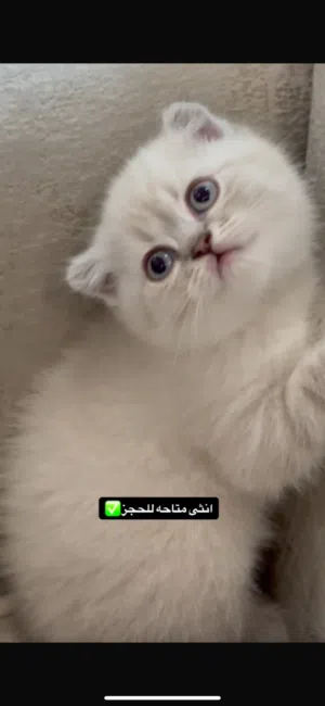 قطط سكوتش فولد بلو بوينت بيع مستعجل