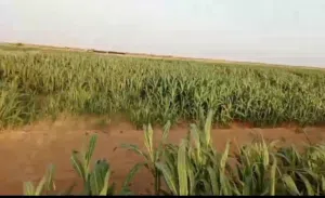 Farm Land for Sale in Al Hudaydah Other