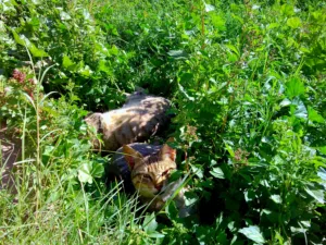 كاميرا بتصميم انتيكا