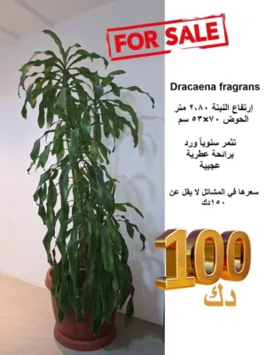 Dracaena Fragrans Plant - هذه النبتة ربيتها منذ أن كان إرتفاعها 30 سم ...