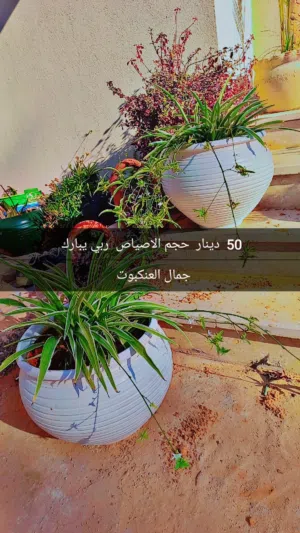 اصياص متنوع الغرس ربي يبارك
