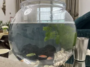 Fish0