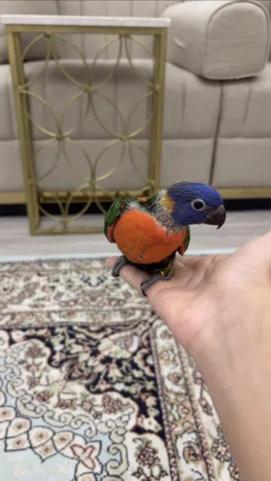 لوري رينبو