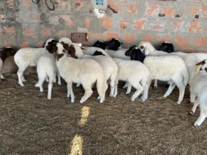 11 الطرف بيوضي بين خرفان وفطايم