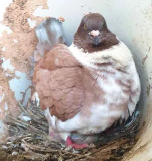 مطلوب اناث حمام مدينة