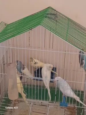 فرخ للبيع عدد6