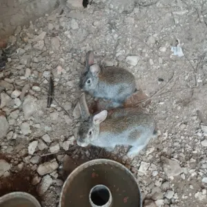 ارانب للبيع عدد 2