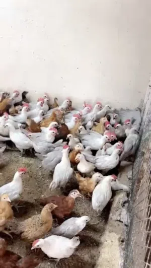 دجاج حي او مذبوح متوفر