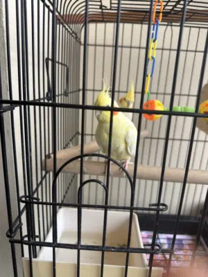 Cockatiel Pair with cage and food