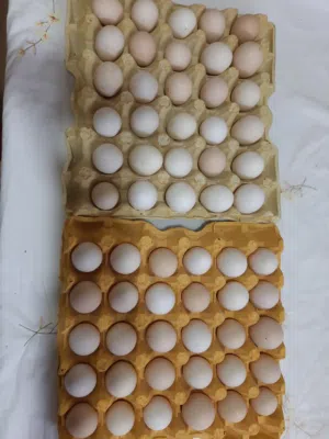 بسم الله ماشاء الله متوفر بيض بلدي مخصب