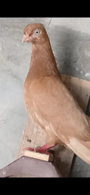 طيره نوريه صفرا اقرا  الوصف