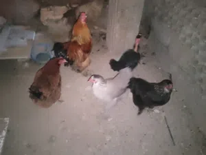 خمس جاجات وديكهم تبارك الله الوان بجنن موجودات في اربد بيت يافا