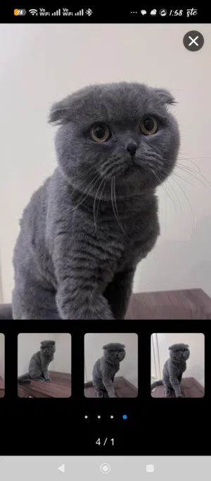 للبيع كوني اهتم فيه لانشغالي