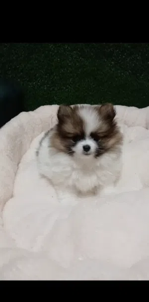 Pomeranian puppy