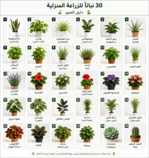 مطلوب شريك تمويلي  حسب الاتفاق  بعقد قانوني