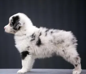 استراليان شيبرد لعشاق التميز فقط ..جميع اللقاحات اللازمه وجرعه الدود ومايكروشيب التسليم في عياده