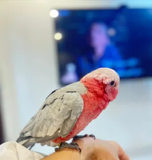 كوكاتو غالا